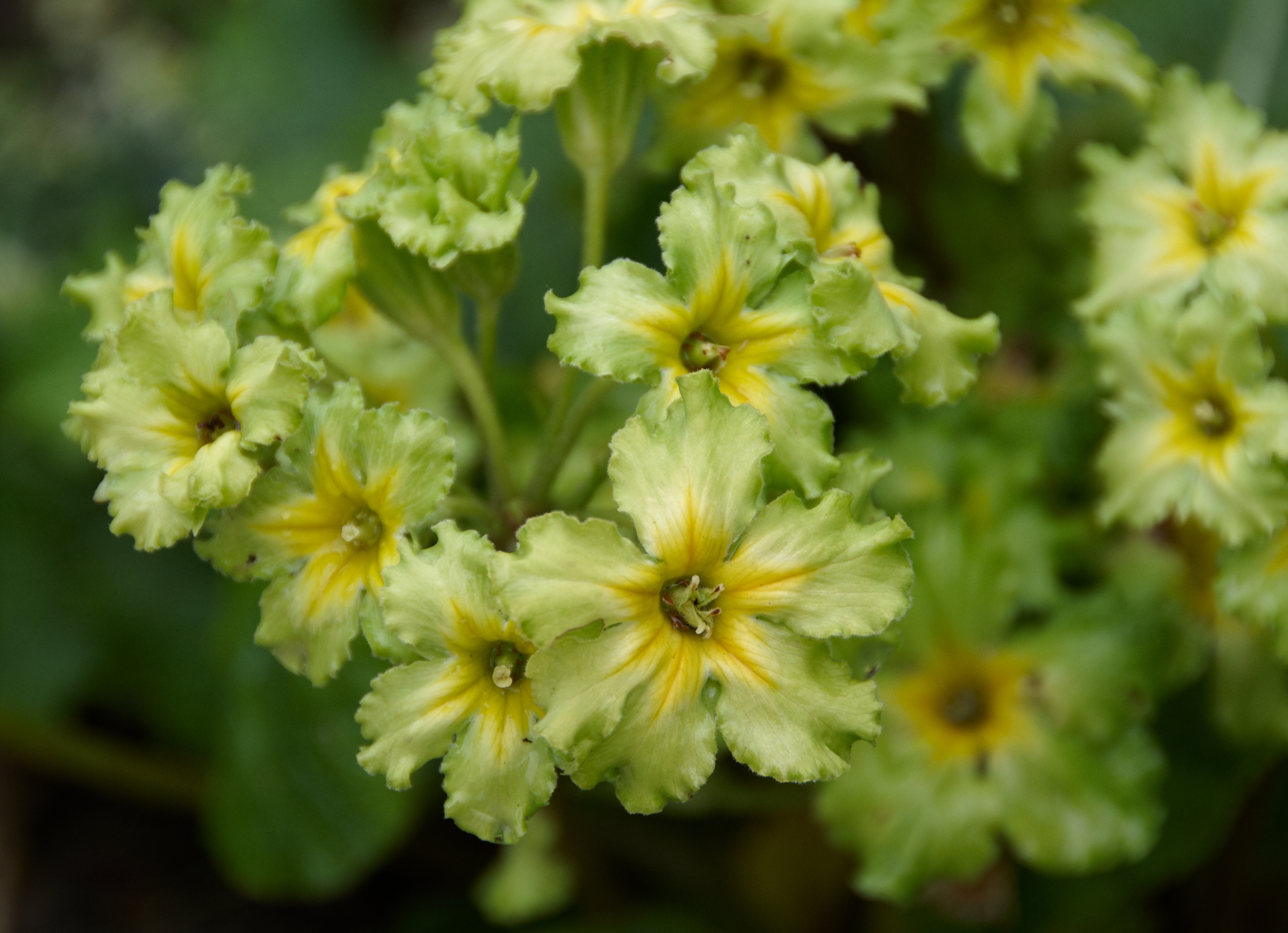 Primula vulgaris 'Francesca'